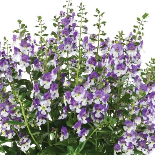 アンゲロニア　アロニア シリーズ 