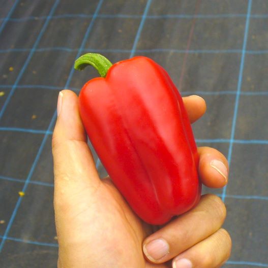 パプリカ　プルチーノ 