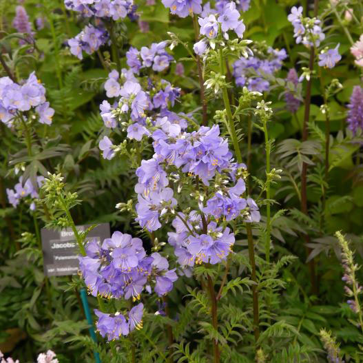 ポレモニウム パープルレインストレイン