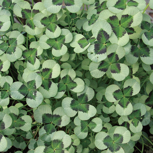 クローバー ティント 