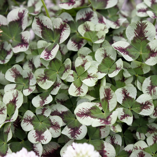 クローバー ティント 