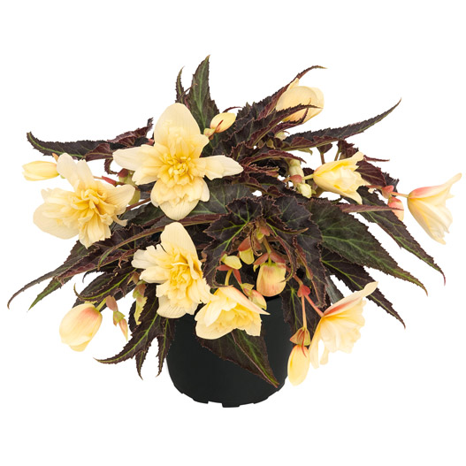 ベゴニア　サマーウィング 