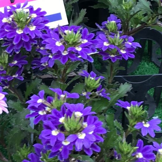 スケボラ　タッチ 