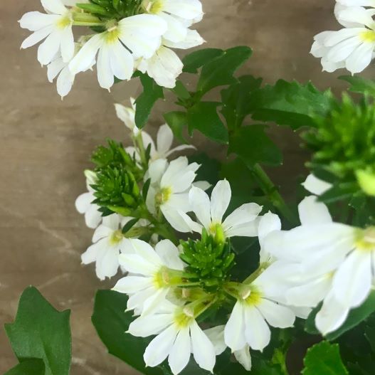 スケボラ　タッチ 