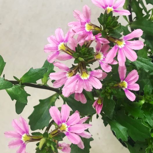 スケボラ　タッチ 