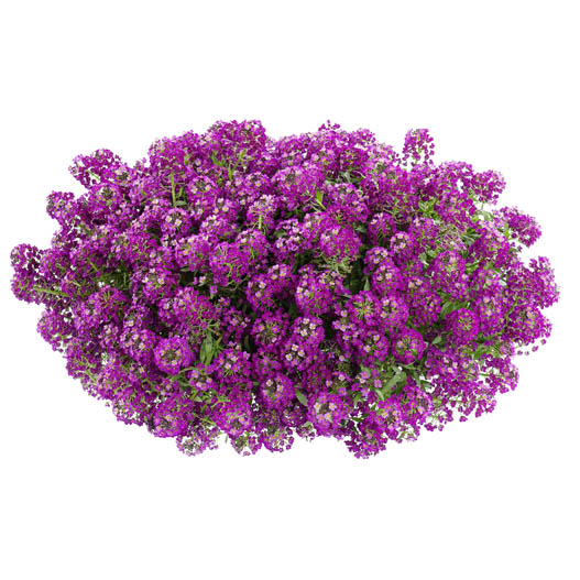 ロブラリア(アリッサム)　ストリーム 