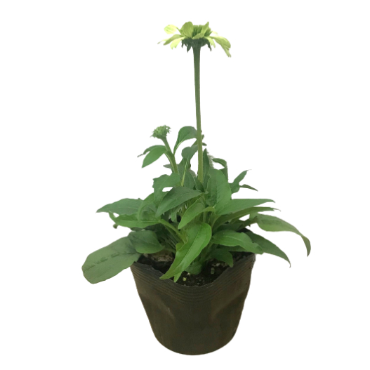 エキナセア プレーリーブレイズ