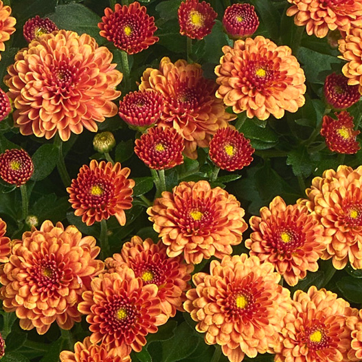 ガーデンマム　アレクシア シリーズ 