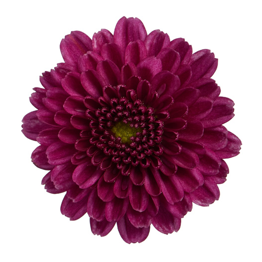 ガーデンマム　アレクシア シリーズ 