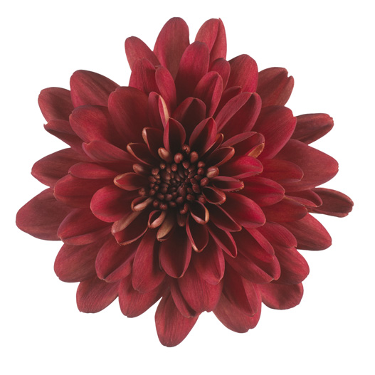 ポットマム　マウントオビスク シリーズ 