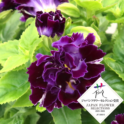 トレニア　セレスティア 