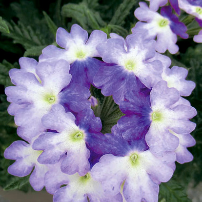 バーベナ　パティシエ 