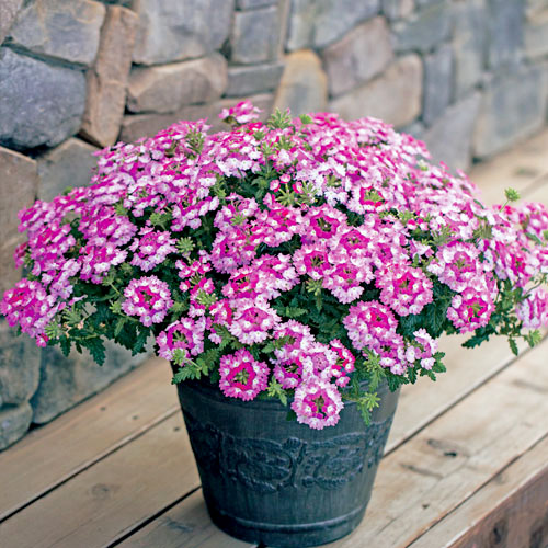 バーベナ　パティシエ 