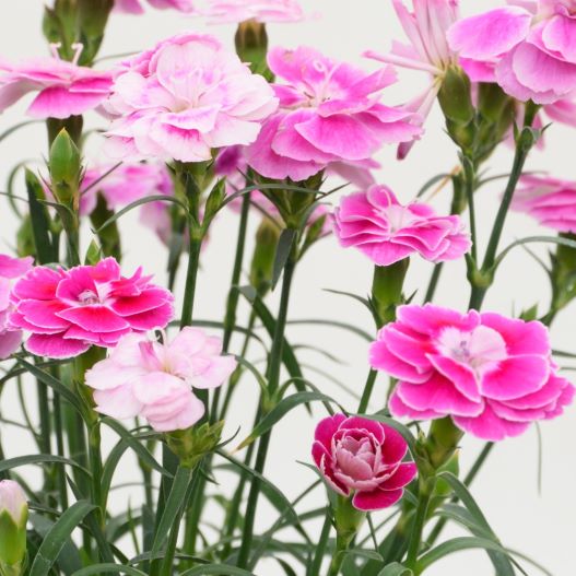 ダイアンサス　オーラ 