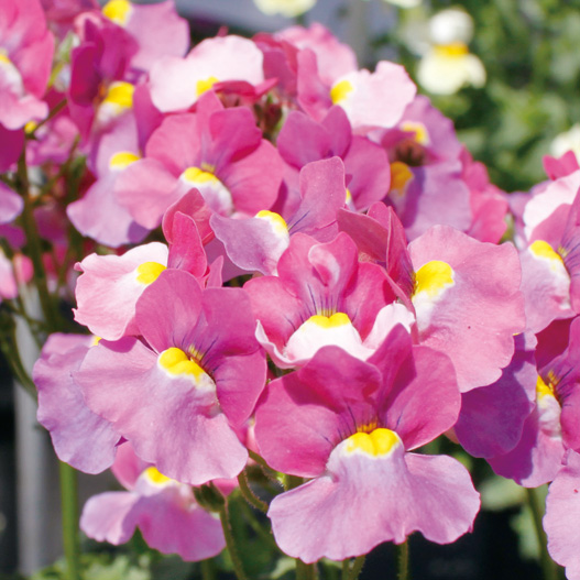 ネメシア　メロウ 