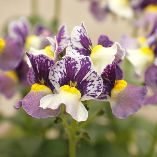 ネメシア　メロウ 