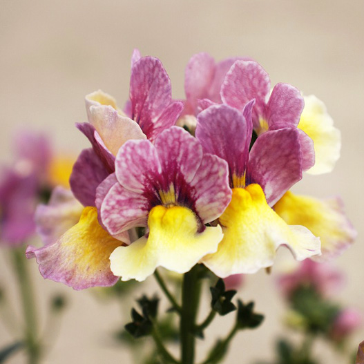 ネメシア　メロウ 