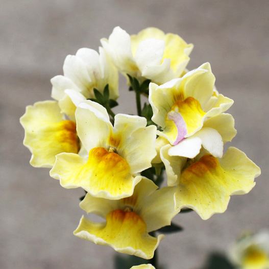 ネメシア　メロウ 