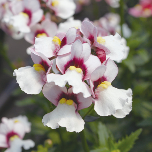 ネメシア　メロウ 