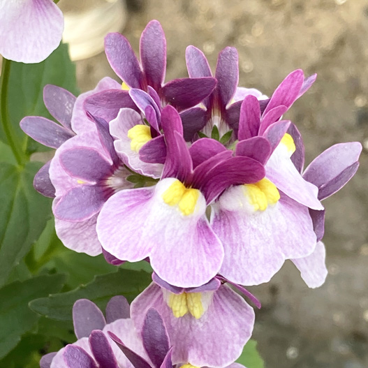 ネメシア　メロウ 