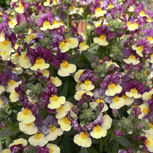 ネメシア　メノル 