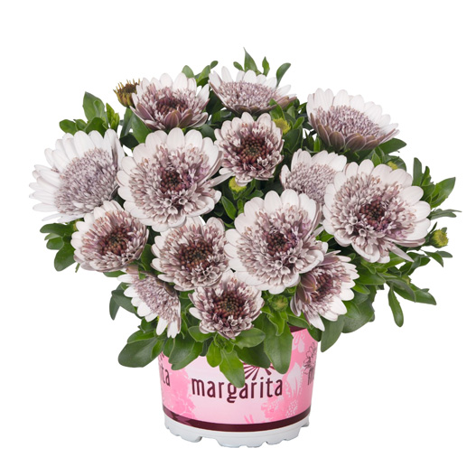 オステオスペルマム　マルガリータダブル 