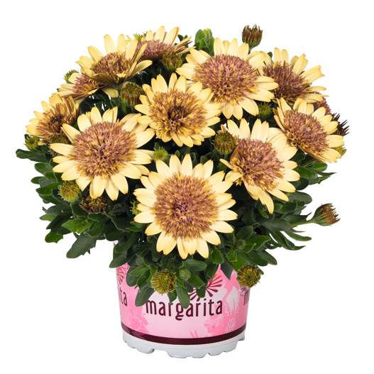 オステオスペルマム　マルガリータダブル 