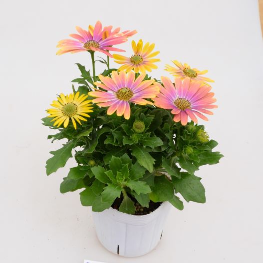 オステオスペルマム　パッションモンスター 