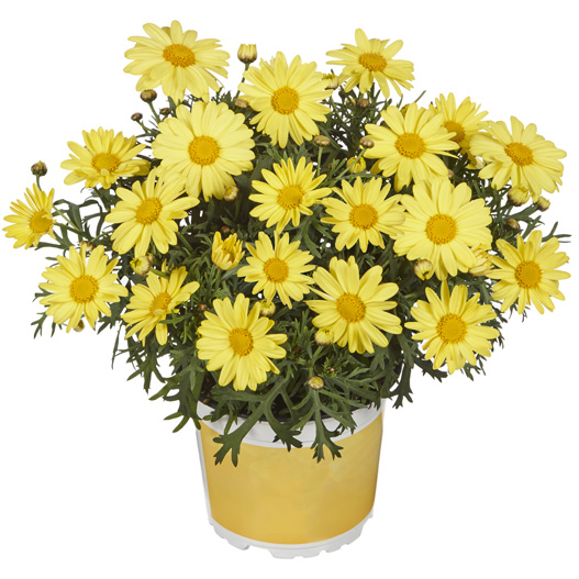 マーガレット　スマッシュ 