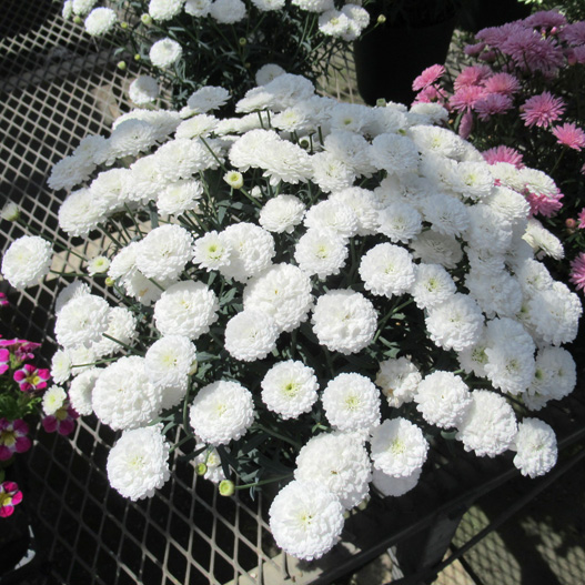 マーガレット　スマッシュ 