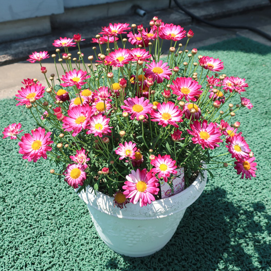 マーガレット　スマッシュ 