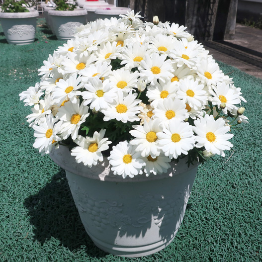 マーガレット　スマッシュ 