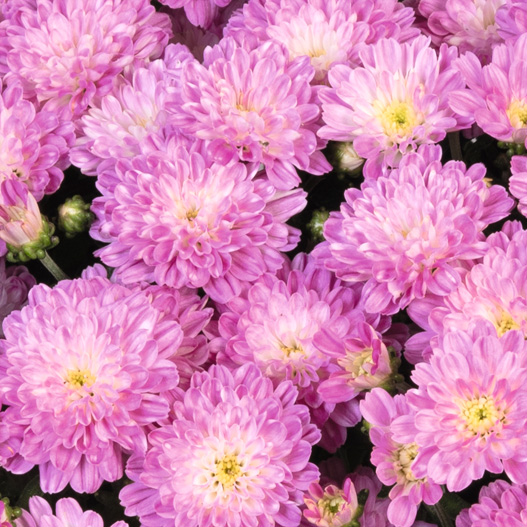 ビタマム　ディット 