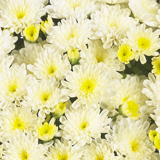 ビタマム　ディット 