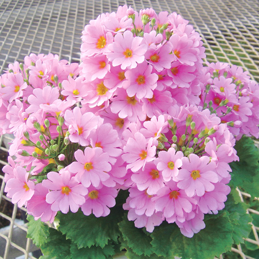 プリムラ マラコイデス　ニュー富士 