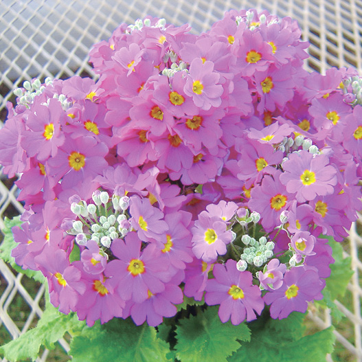 プリムラ マラコイデス　ニュー富士 