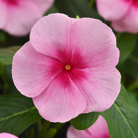 ビンカ F1　タイタニウム 