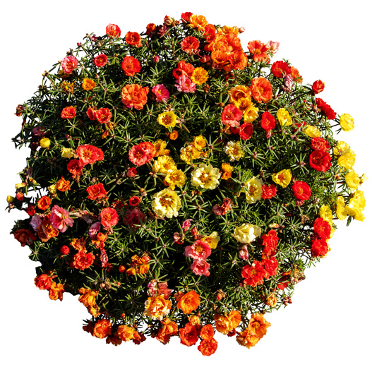 ポーチュラカ F1　サンダイアル 