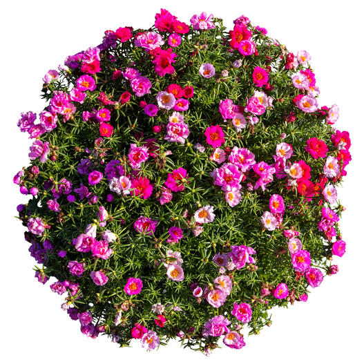 ポーチュラカ F1　サンダイアル 