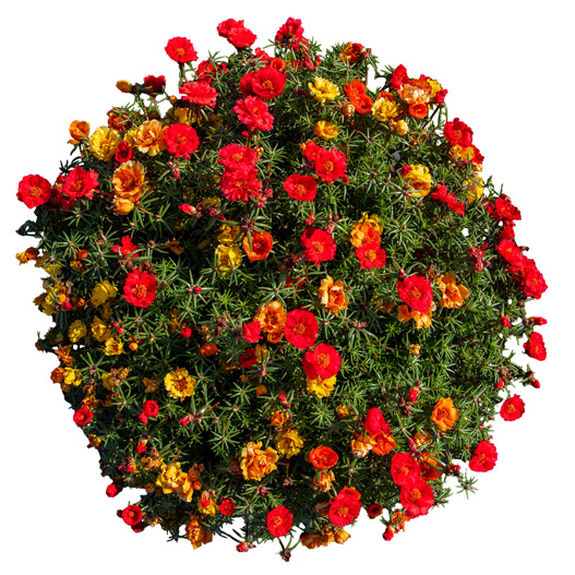 ポーチュラカ F1　サンダイアル 