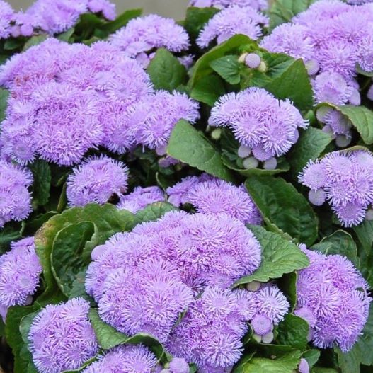 アゲラタム F1　アロハ シリーズ 