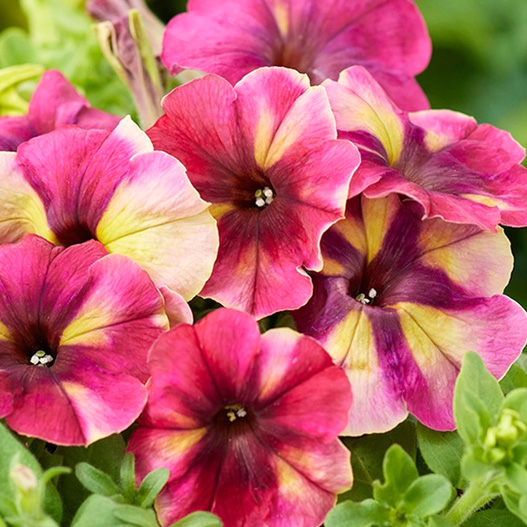 ペチュニア F1　シェイク 