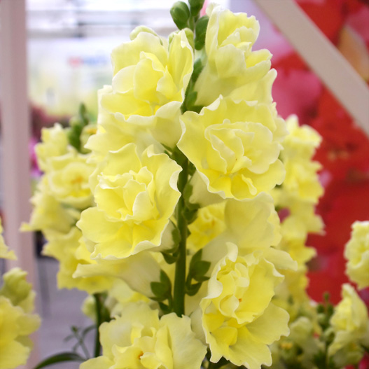 キンギョソウ F1 ダブルショット シリーズ