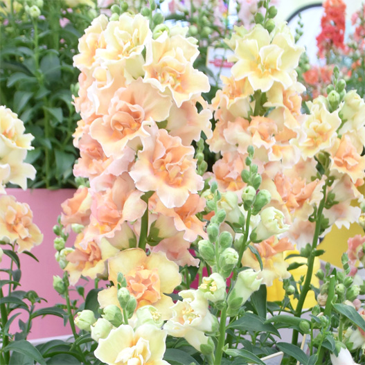 キンギョソウ F1 ダブルショット シリーズ