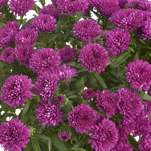 アスター　ショーメーカー シリーズ 