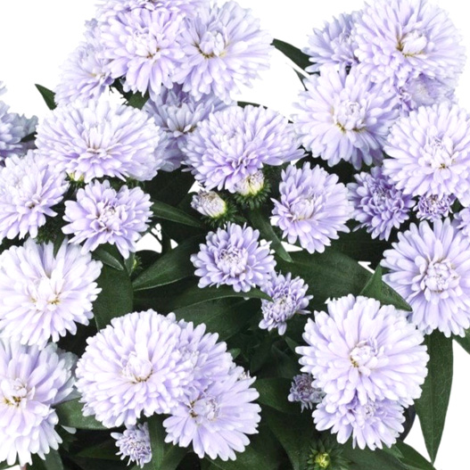 アスター　ショーメーカー シリーズ 