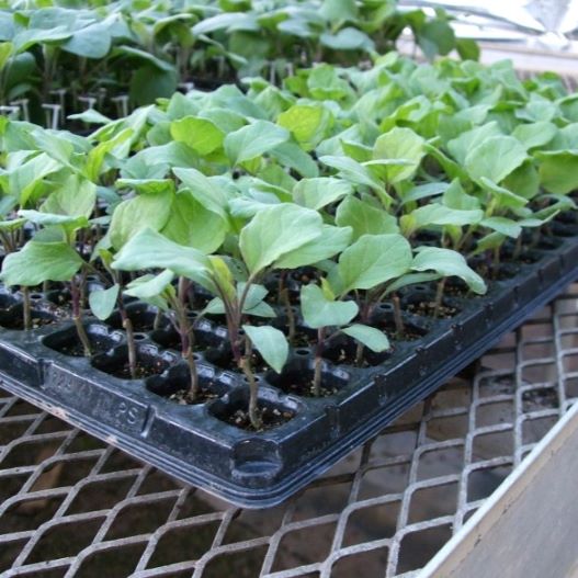 野菜接ぎ木苗　群馬農場 