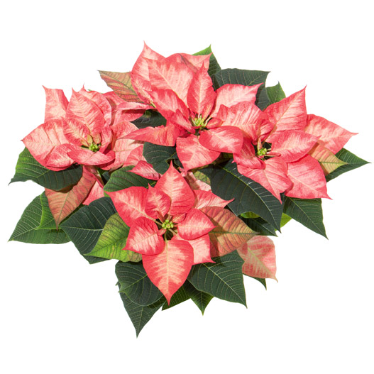 ポインセチア　クリスマス ビューティー 