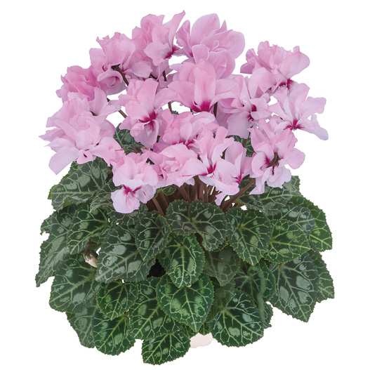 シクラメン F1　プティムーラン ミニチュア系品種