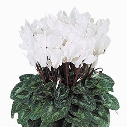 シクラメン ドリームスケープ